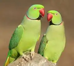 نتبني جميع انواع الطيور بمحمية كبيره وفندقه جميع الطيور 6