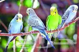 نتبني جميع انواع الطيور بمحمية كبيره وفندقه جميع الطيور 0