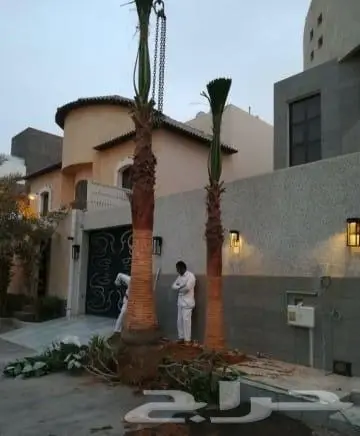 نخل واشنطني زينه 0