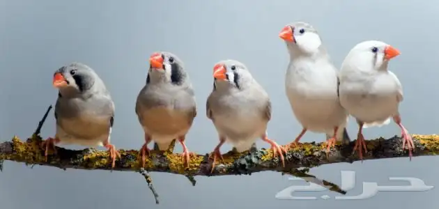 نتبني جميع انواع الطيور بمحمية كبيره وفندقه جميع الطيور 3