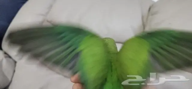 روز اليف مع الصغير والكبير 2