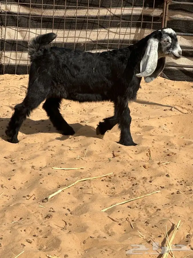 ذبايح للبيع ويوجد جميع الانواع ويوجد خدمة توصيل 18