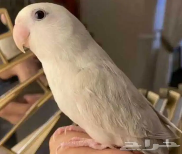 فروخ روز غر أليفه 7