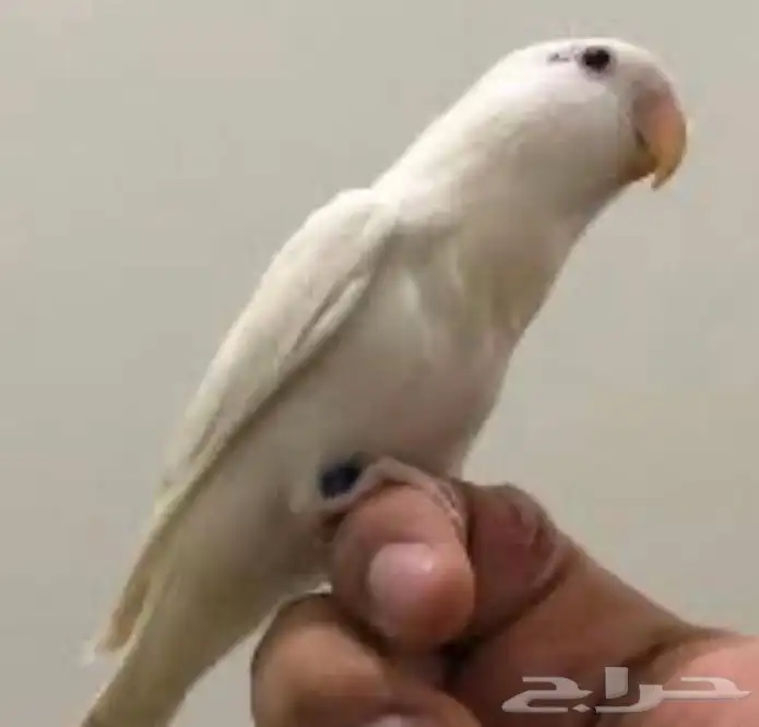 فروخ روز غر أليفه 1