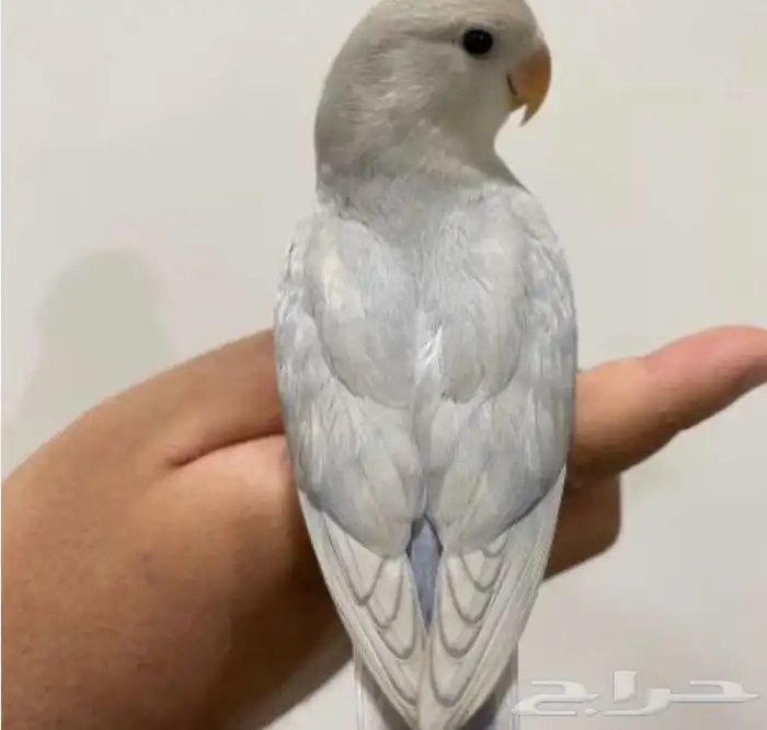 فروخ روز غر أليفه 0