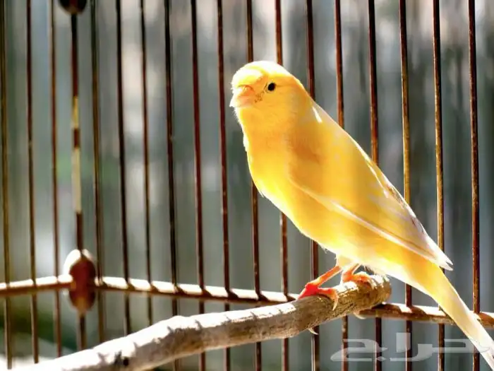 نتبني جميع انواع الطيور بمحمية كبيره وفندقه جميع الطيور 4