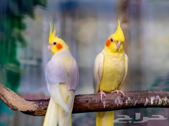 نتبني جميع انواع الطيور بمحمية كبيره وفندقه جميع الطيور 2