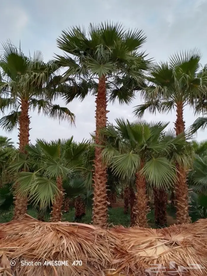 نخل واشنطني زينه 9