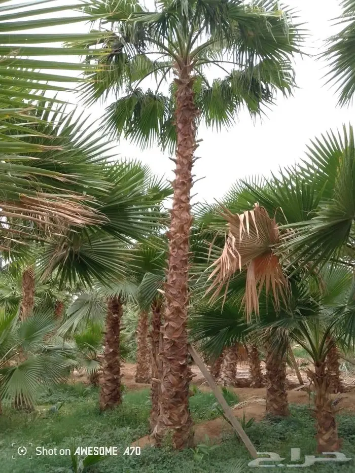 نخل واشنطني زينه 11