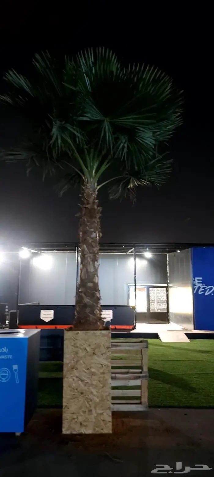 نخل واشنطني زينه 7