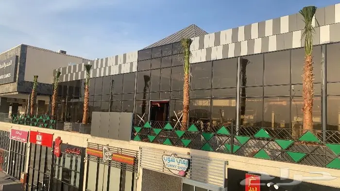 نخل واشنطني زينه 4