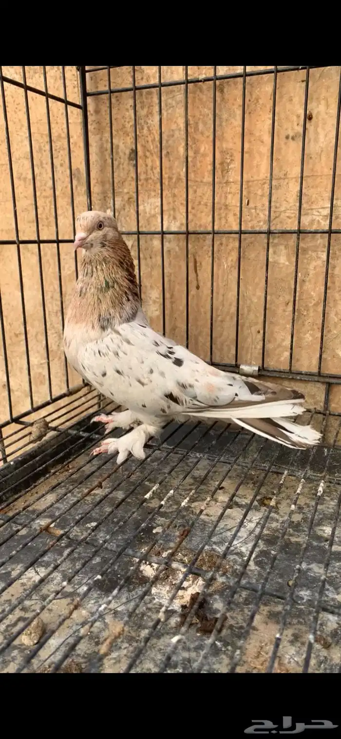 حمام ايراني 3