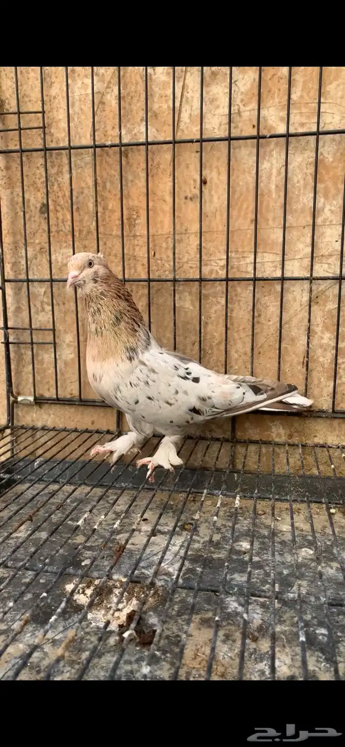 حمام ايراني 0