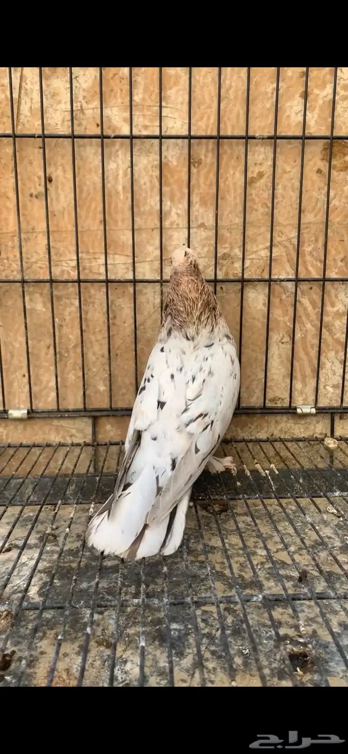 حمام ايراني 2