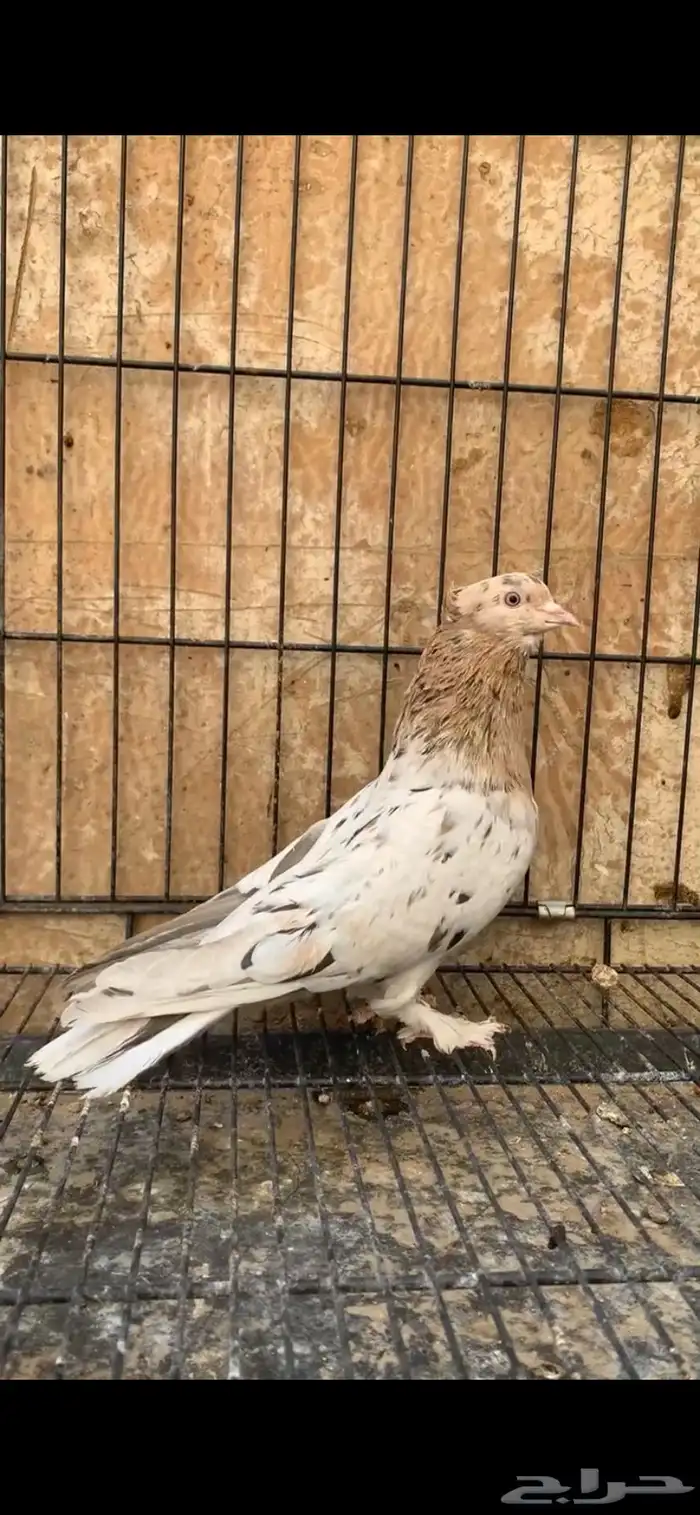 حمام ايراني 1