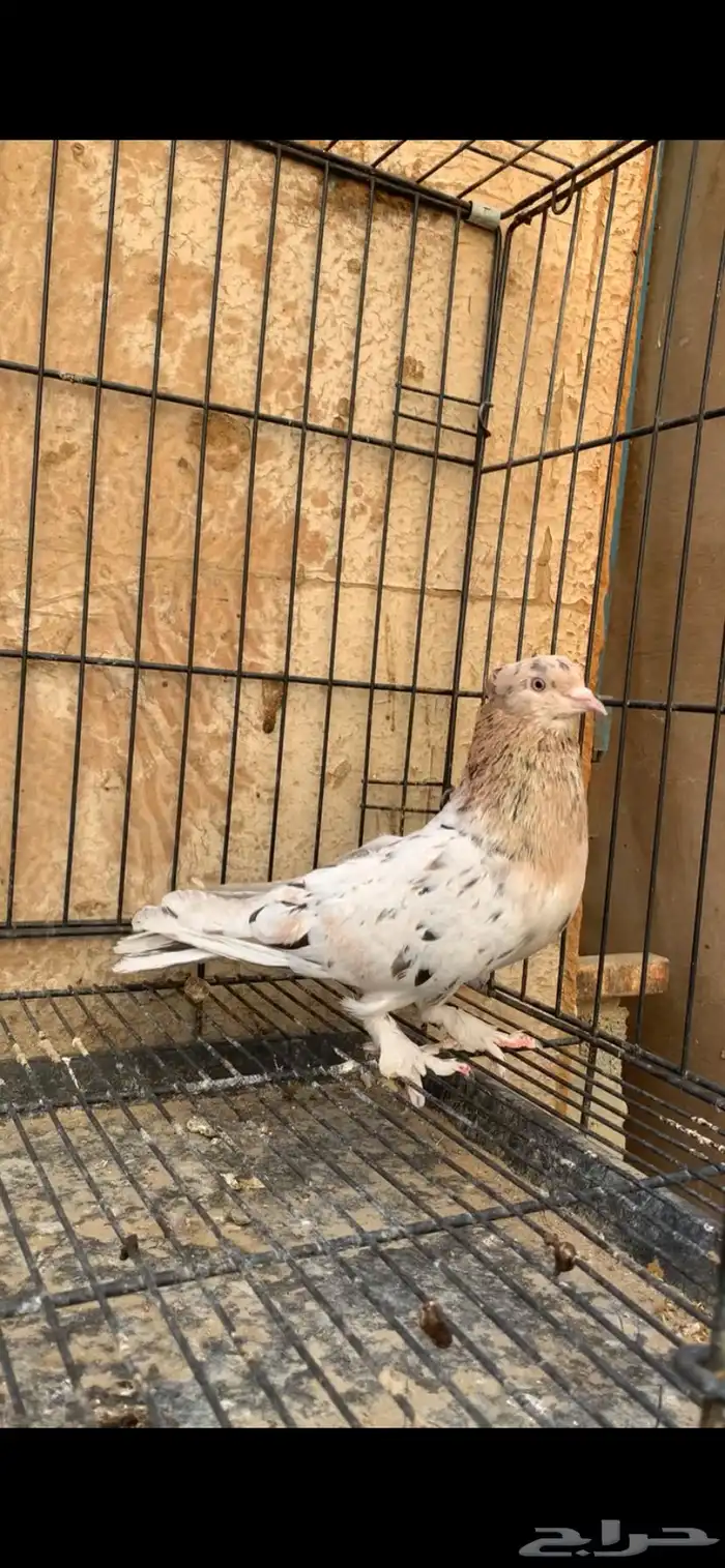 حمام ايراني 4