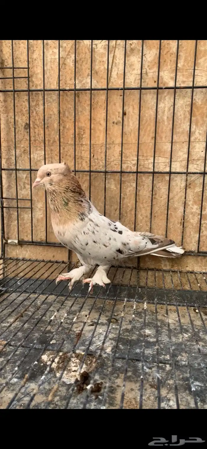 حمام ايراني 5