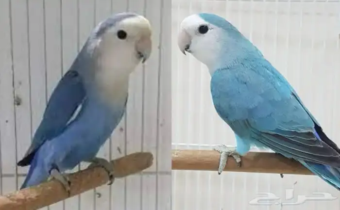 فروخ روز غر أليفه 8