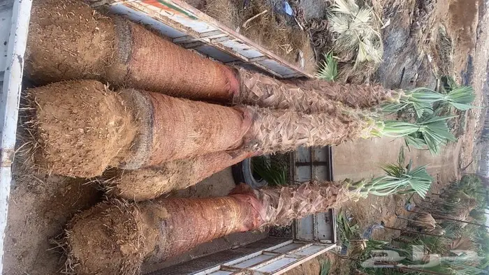 نخل واشنطني زينه 21