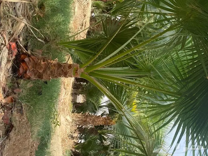 نخل واشنطني زينه 16