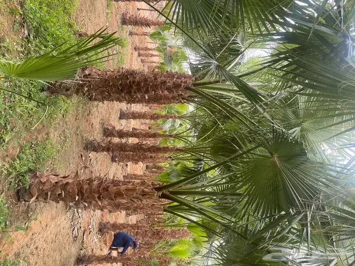 نخل واشنطني زينه 17