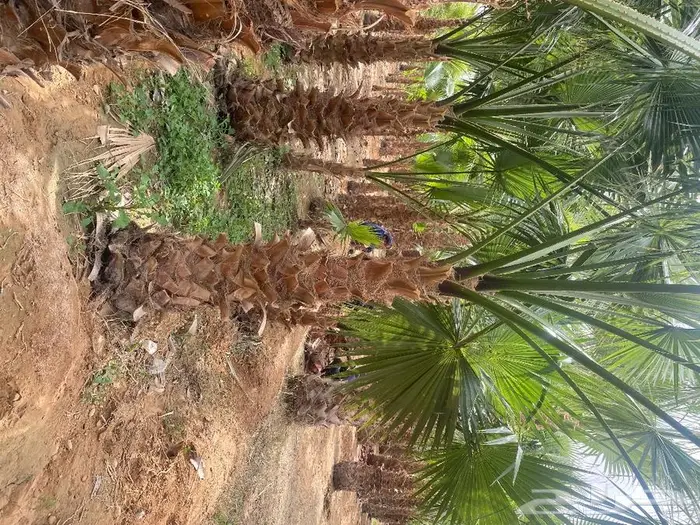 نخل واشنطني زينه 19