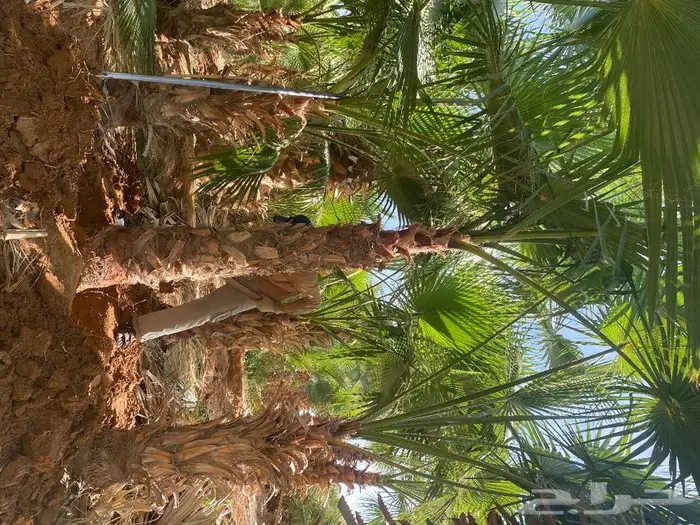 نخل واشنطني زينه 20