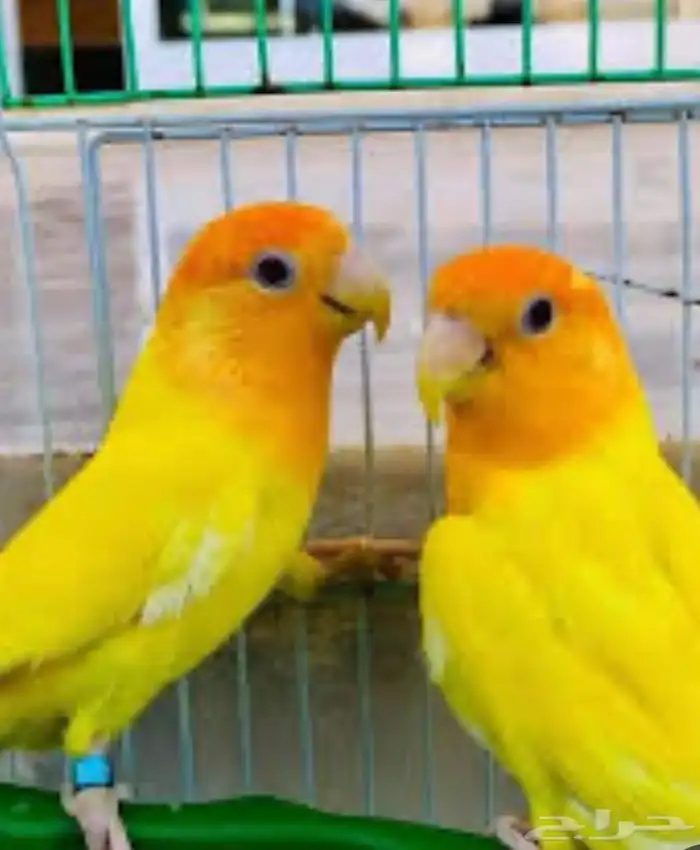 فروخ روز غر أليفه 2