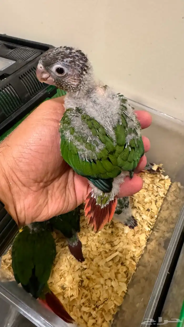 فروخ كنيور أناناس يلو سايد جرين عروض العيد 2