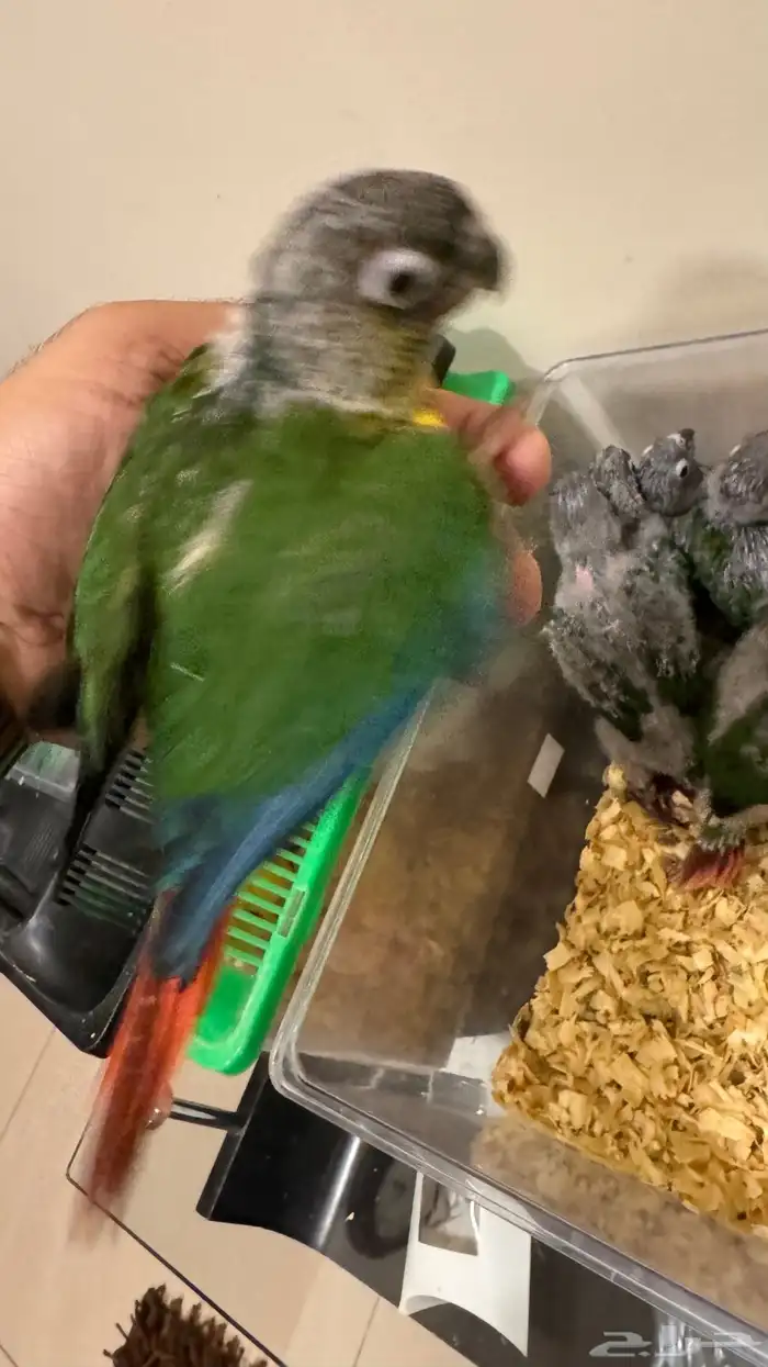 فروخ كنيور أناناس يلو سايد جرين عروض العيد 0