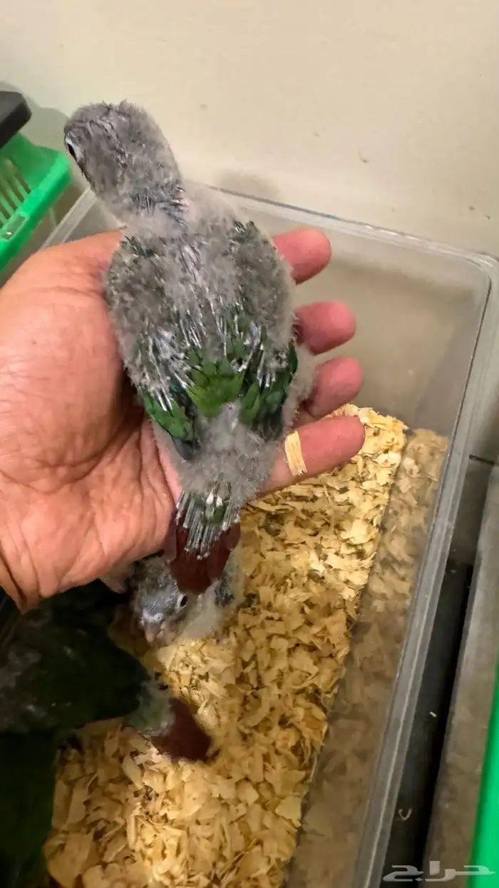 فروخ كنيور أناناس يلو سايد جرين عروض العيد 1