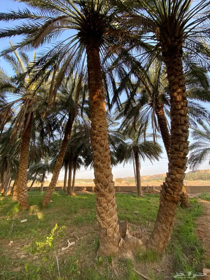 نخيل طوال 1