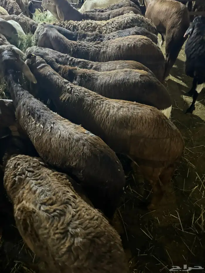 سواكن حري نجدي ذبايح من الطايف 2