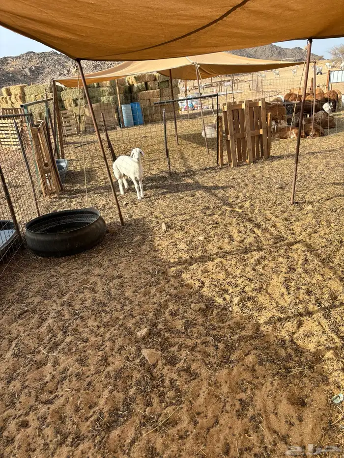 الشميسي طريق الخواجات 0