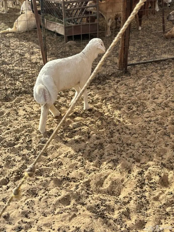 الشميسي طريق الخواجات 1