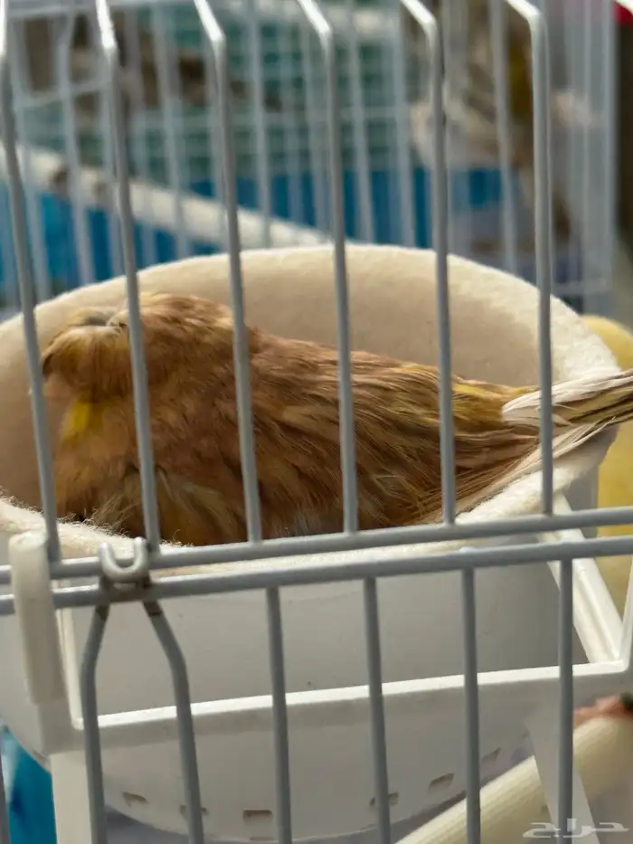 للبيع كناري جلوستر جوز الانثى كرست(تم البيع ) 6