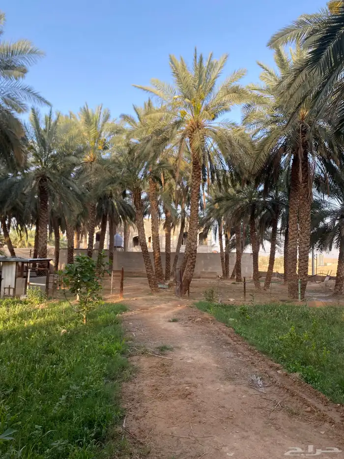 نخيل طوال 3