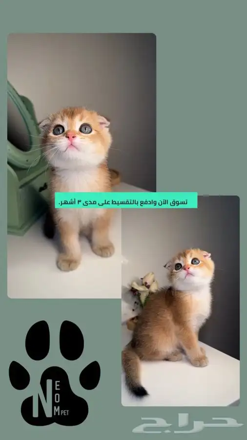 سكوتش فولد قولد سلفر كيتن انثى ذكر هملايا شيرازي قطوه بسه 1