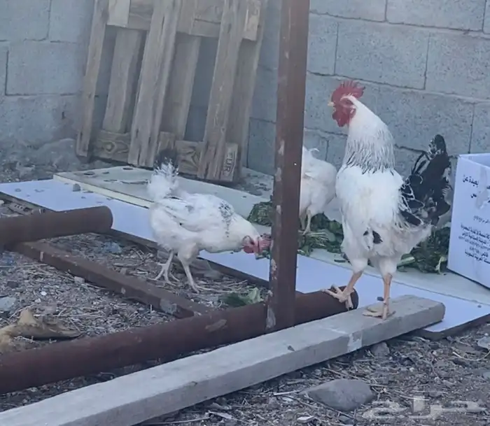 دجاج فرنسي كولمبي 1