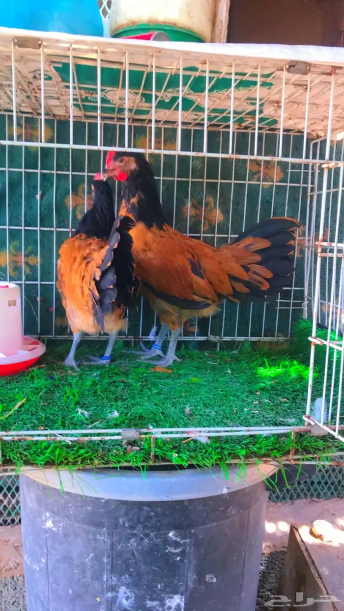 ديكين فورورك انتاج خوارج نوادر تم البيع 6