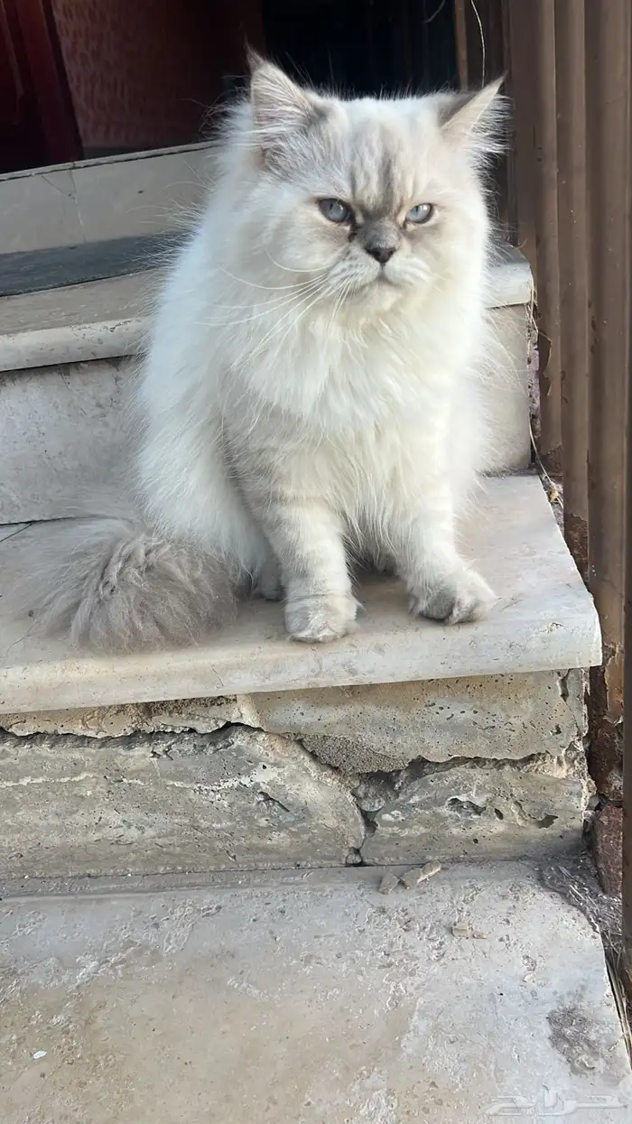 قط للتزاوج عمر سنه 0