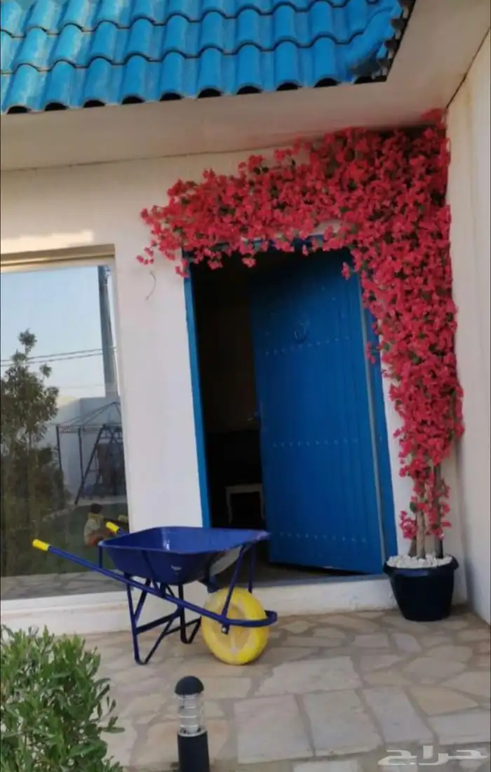 اشجار وزروع الجهنميه والزيتون 10