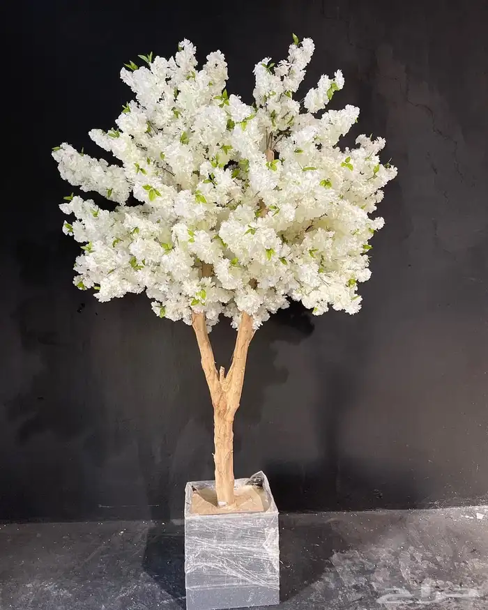 اشجار وزروع الجهنميه والزيتون 5