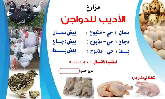 ( سمان طازج   سمان بياض   صوص سمان   بيض سمان ) 16