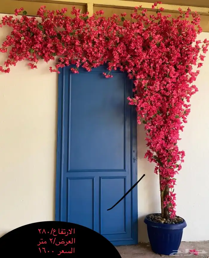 اشجار وزروع الجهنميه والزيتون 11