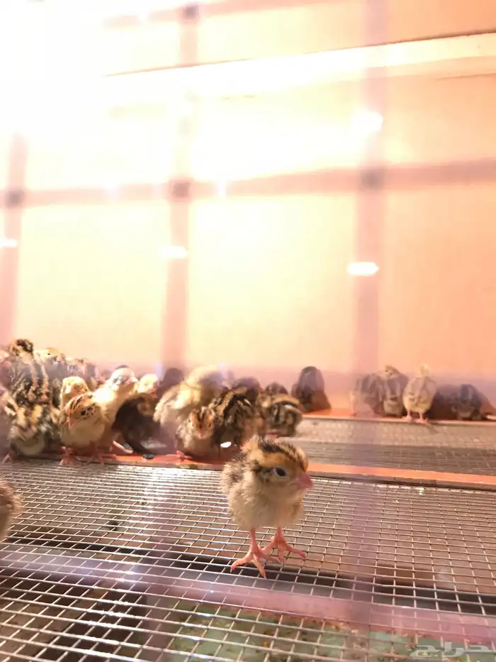 ( سمان طازج   سمان بياض   صوص سمان   بيض سمان ) 8