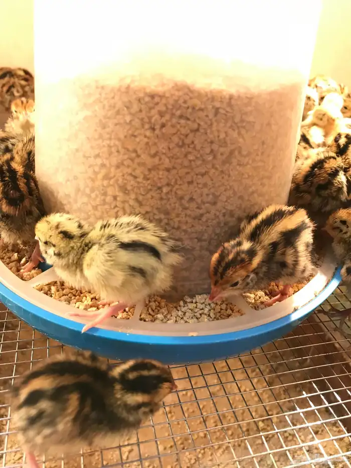 ( سمان طازج   سمان بياض   صوص سمان   بيض سمان ) 13