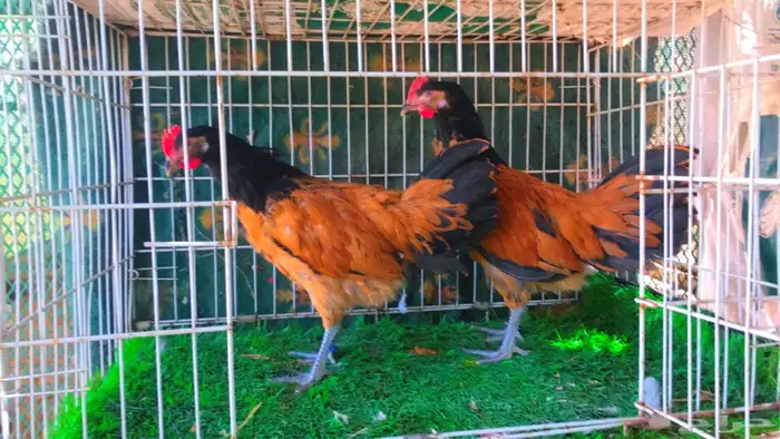 ديكين فورورك انتاج خوارج نوادر تم البيع 7