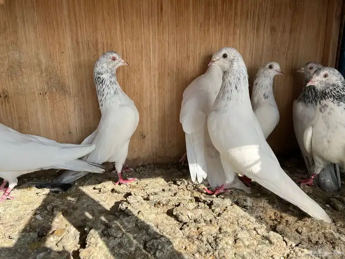 حمام باكستاني ( تم البيع ) 1