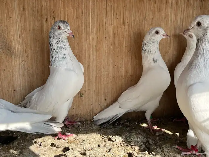 حمام باكستاني ( تم البيع ) 4